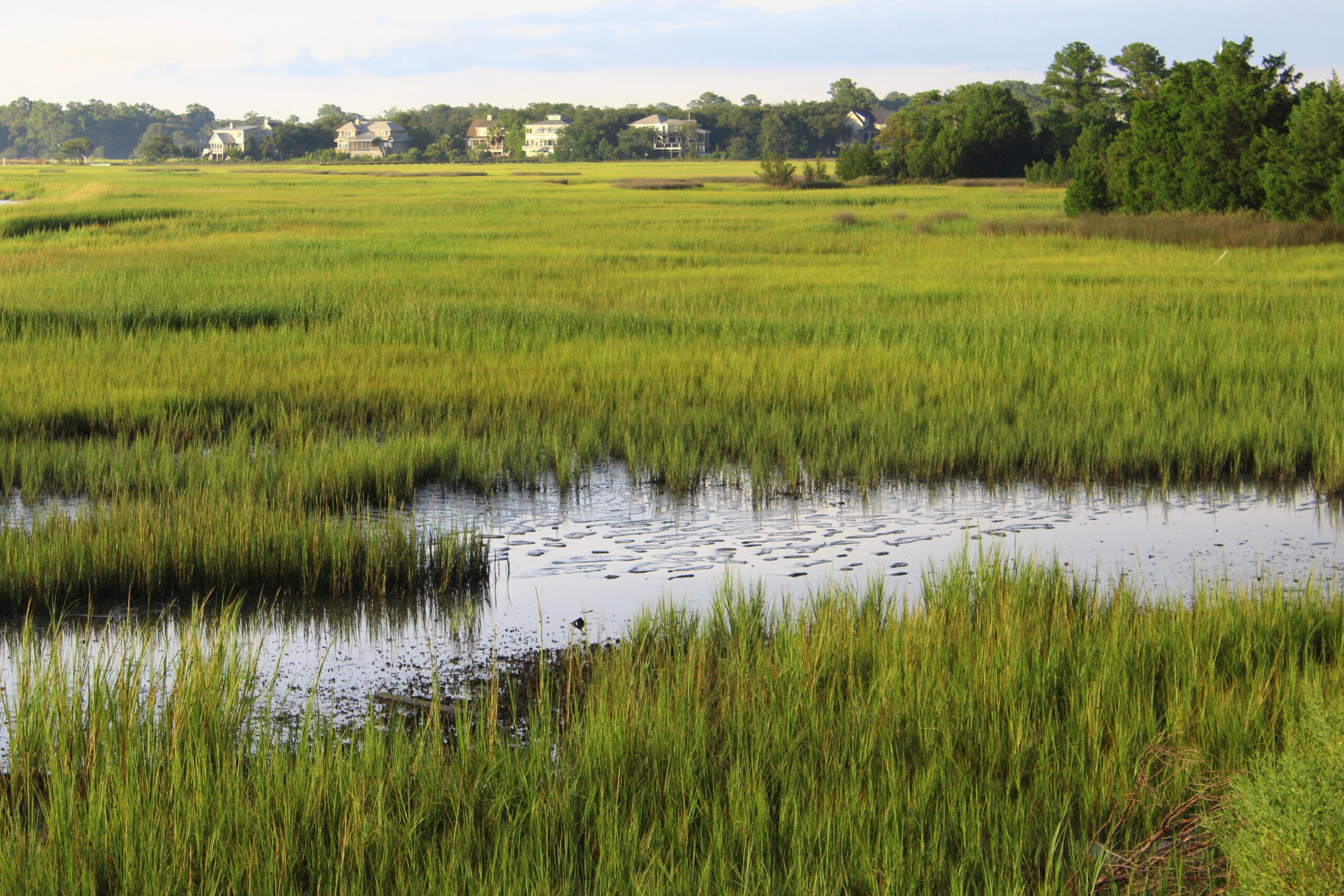 Mount Pleasant, SC marsh